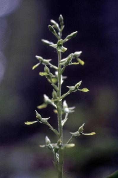 Photo of Neottia banksiana by Jim Riley