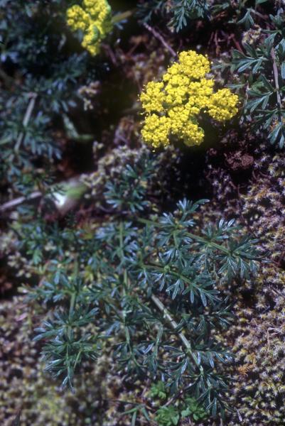 Photo of Lomatium utriculatum by Jim Riley