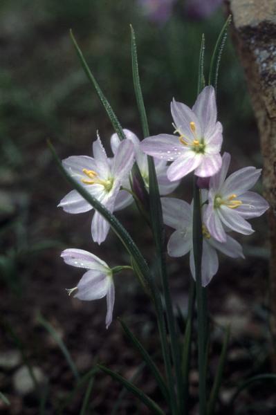 Photo of Olsynium douglasii var. inflatum by Jim Riley