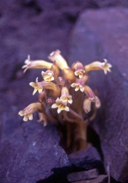 Photo of Aphyllon fasciculatum by Jim Riley