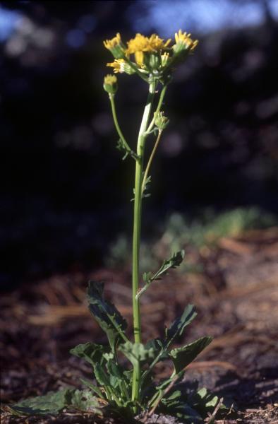 Photo of Packera streptanthifolia by Jim Riley