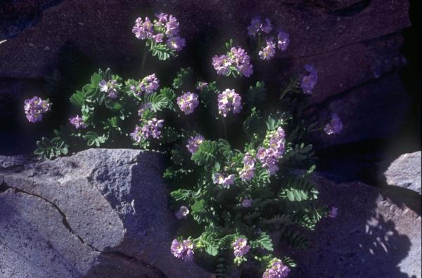 Photo of Polemonium pulcherrimum by Jim Riley