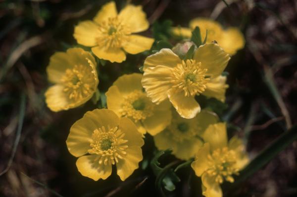 Photo of Ranunculus eschscholtzii by Jim Riley