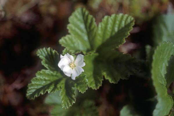 Photo of Rubus chamaemorus by Jim Riley