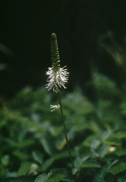 Photo of Sanguisorba canadensis by Jim Riley