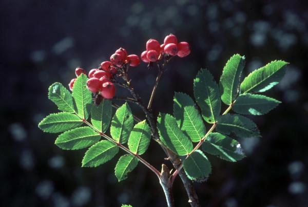 Photo of Sorbus scopulina var. cascadensis by Jim Riley