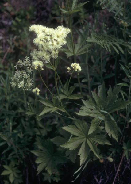 Photo of Trautvetteria caroliniensis by Jim Riley