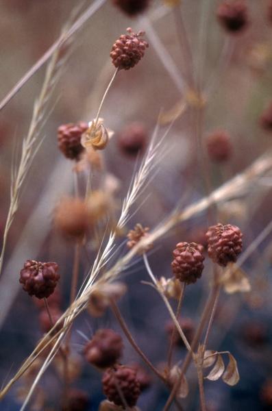 Photo of Trifolium campestre by Jim Riley