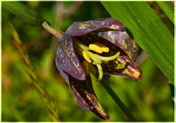 Photo of Fritillaria affinis var. affinis by <a href="http://zork.cs.uvic.ca/ttl">Mary  Sanseverino</a>