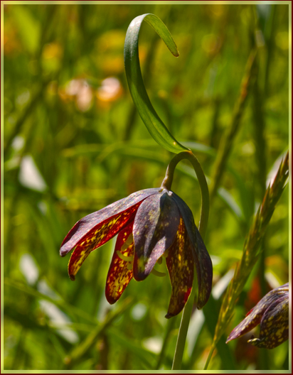 Photo of Fritillaria affinis var. affinis by <a href="http://zork.cs.uvic.ca/ttl">Mary  Sanseverino</a>