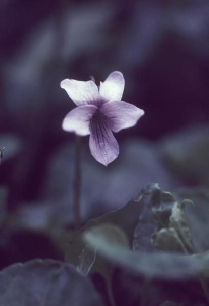 Photo of Viola palustris var. palustris by Jim Riley