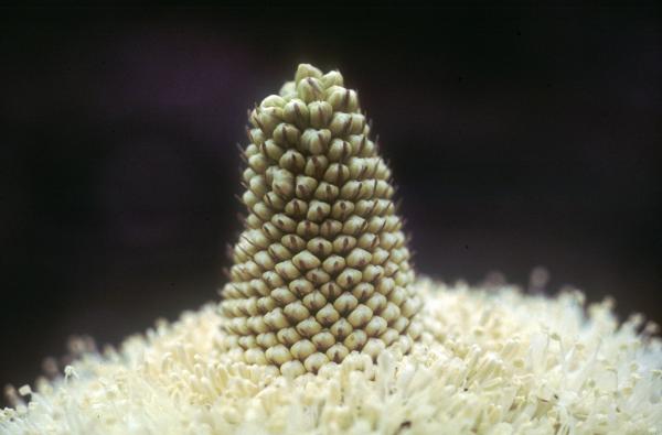 Photo of Xerophyllum tenax by Jim Riley