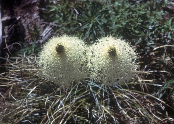 Photo of Xerophyllum tenax by Jim Riley
