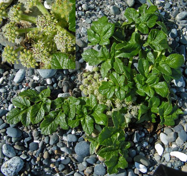 Photo of Glehnia littoralis ssp. leiocarpa by <a href="http://www.natureniche.ca">Gordon Neish</a>