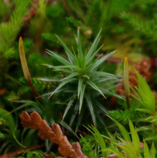 Photo of Polytrichum juniperinum by Doug Murphy