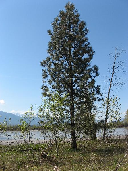 Photo of Pinus ponderosa by Frank Lomer
