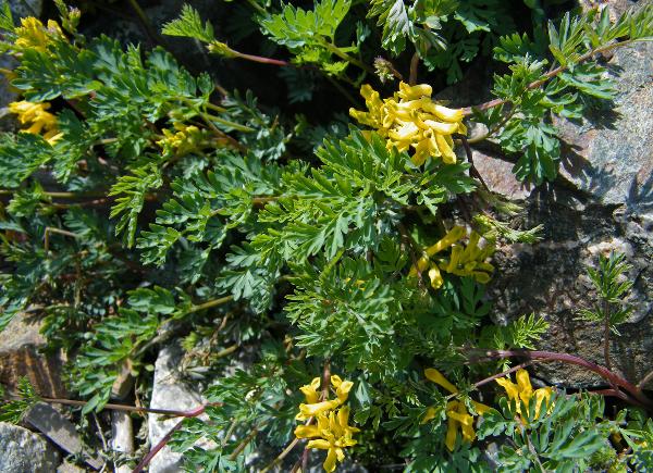 Photo of Corydalis aurea by <a href="http://www.natureniche.ca">Gordon Neish</a>