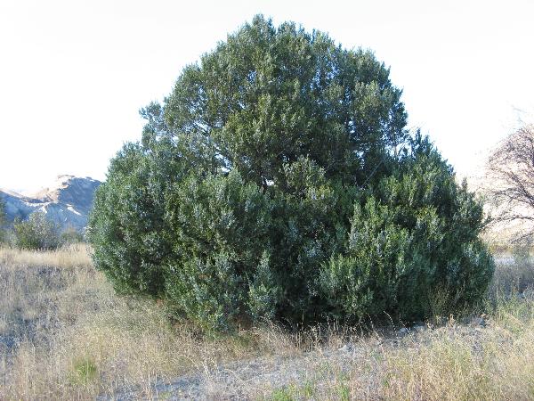 Photo of Juniperus scopulorum by Frank Lomer