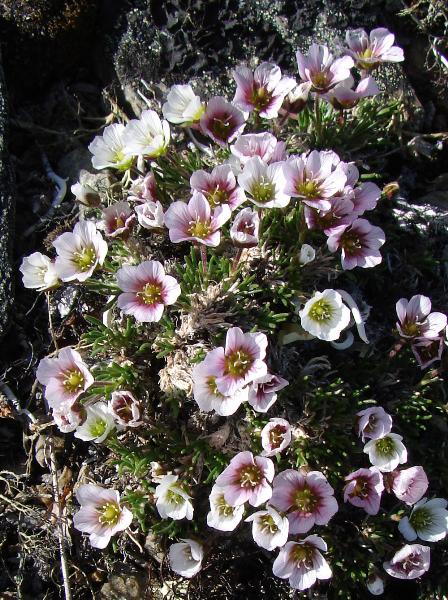 Photo of Pseudocherleria macrocarpa by <a href="http://www.cdhs.us">Alfred Cook</a>