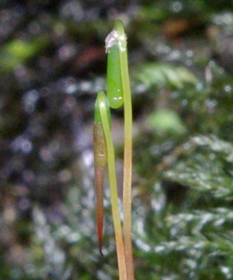 Photo of Leucolepis acanthoneuron by Doug Murphy