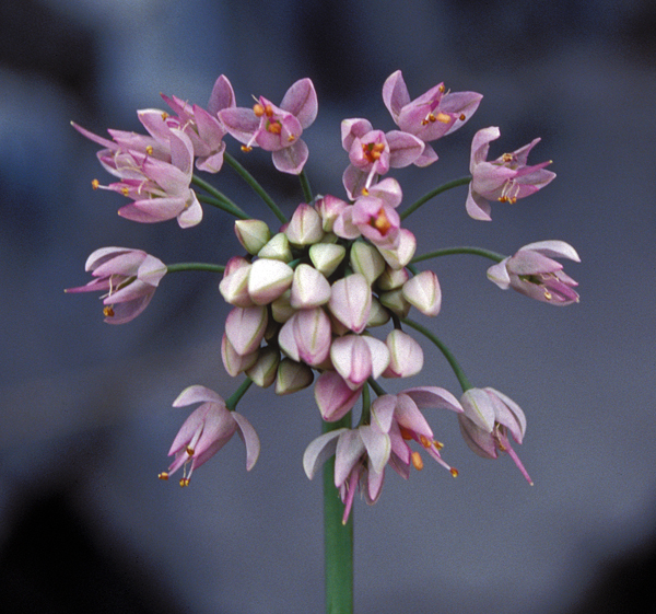 Photo of Allium cernuum by Ian Gardiner