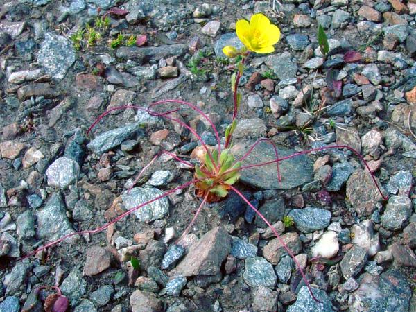 Photo of Saxifraga flagellaris ssp. setigera by <a href="http://www.cdhs.us">Alfred Cook</a>