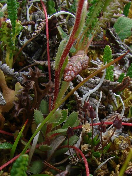 Photo of Saxifraga flagellaris ssp. setigera by <a href="http://www.cdhs.us">Alfred Cook</a>