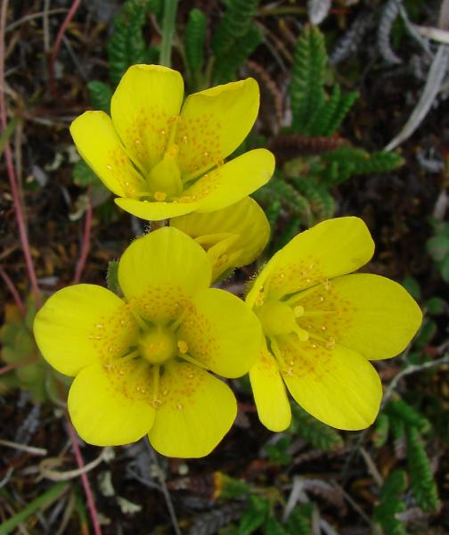 Photo of Saxifraga flagellaris by <a href="http://www.cdhs.us">Alfred Cook</a>