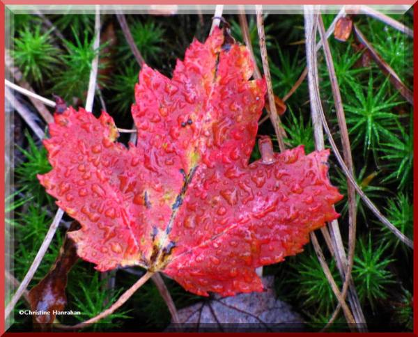 Photo of Acer rubrum by Christine Hanrahan