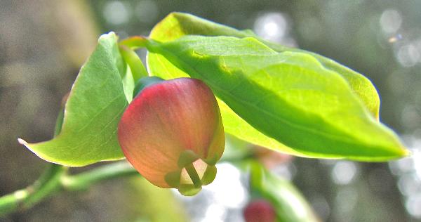 Photo of Vaccinium parvifolium by Rosemary Taylor