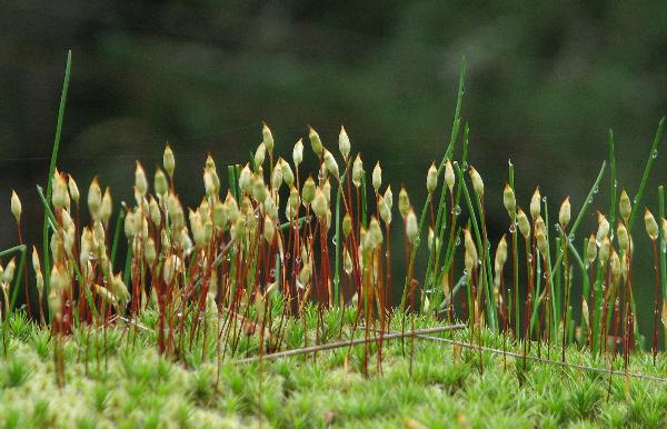 Photo of Polytrichum juniperinum by Rosemary Taylor