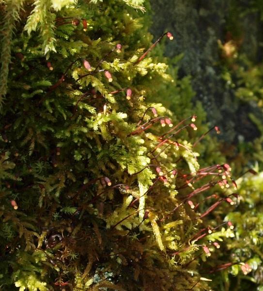 Photo of Claopodium crispifolium by Liz Watkinson
