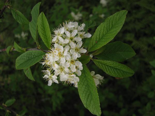 Photo of Prunus emarginata by Rosemary Taylor
