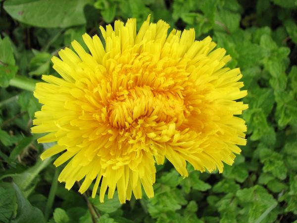 Photo of Taraxacum officinale by Rosemary Taylor