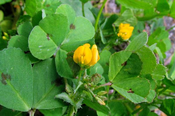 Photo of Medicago arabica by Val George