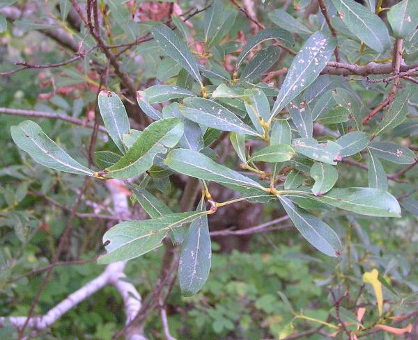Photo of Salix scouleriana by Liz Watkinson