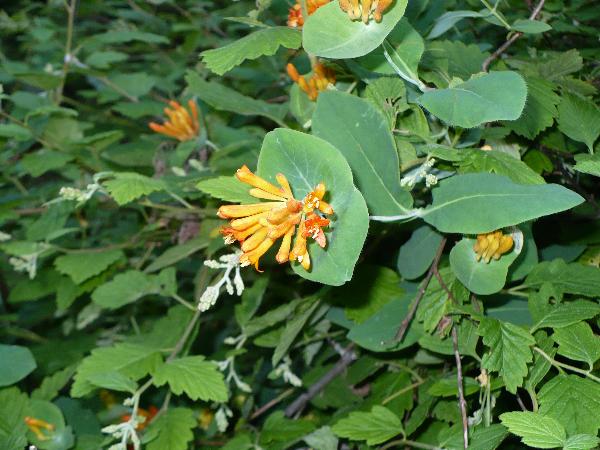 Photo of Lonicera ciliosa by Laura Cooper
