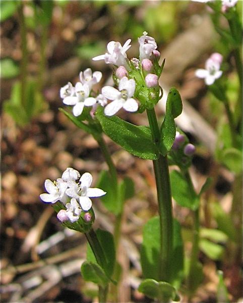 Photo of Plectritis brachystemon by Rosemary Taylor