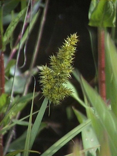 Photo of Carex stipata var. stipata by Brian Klinkenberg