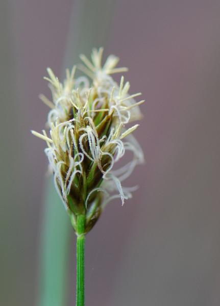 Photo of Carex hoodii by Ryan Batten