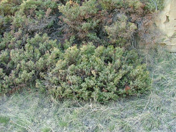 Photo of Juniperus communis by Jamie Fenneman