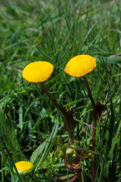 Photo of Cotula coronopifolia by Val George