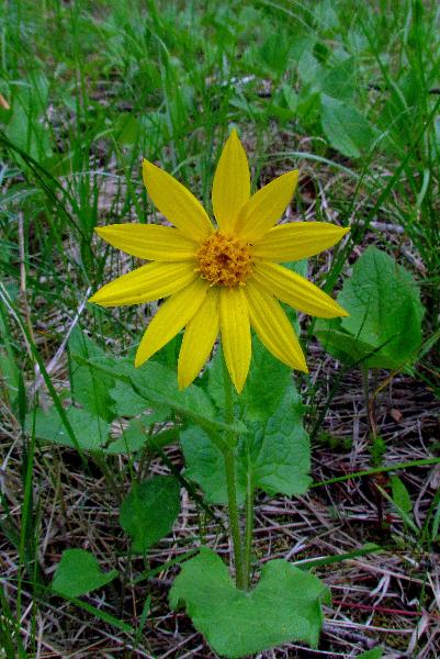 Photo of Arnica cordifolia by Val George