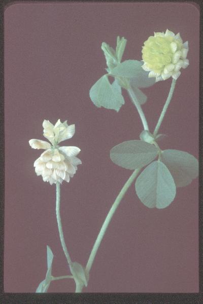 Photo of Trifolium campestre by Royal BC Museum (Tom Armstrong)