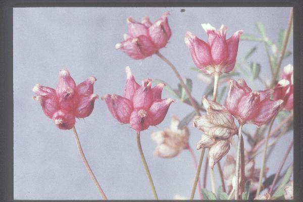 Photo of Trifolium depauperatum var. depauperatum by Royal BC Museum (Tom Armstrong)