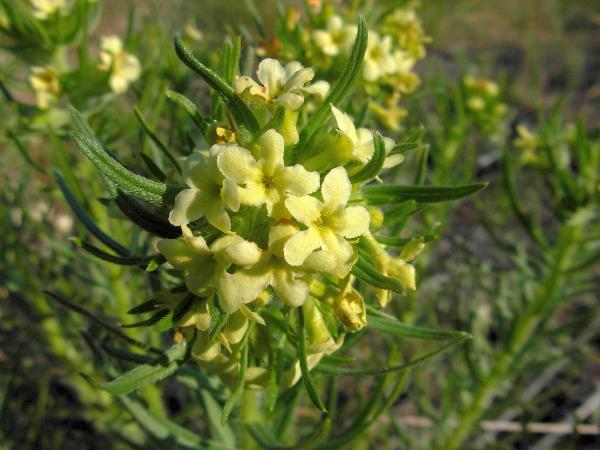 Photo of Lithospermum ruderale by Gillian Danby