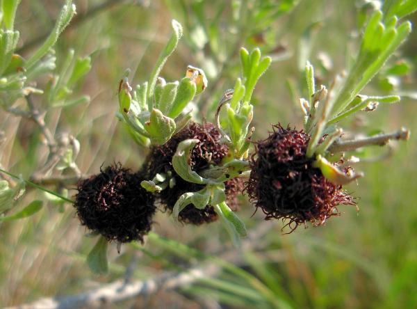 Photo of Artemisia tridentata ssp. tridentata by Gillian Danby