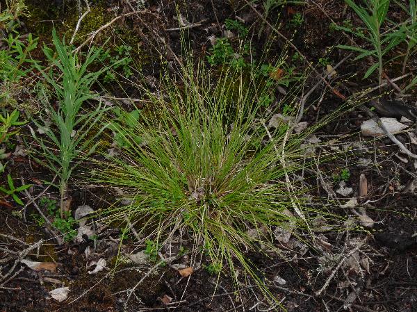 Photo of Carex brunnescens ssp. sphaerostachya by Jamie Fenneman