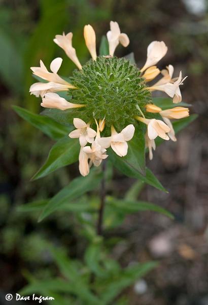 Photo of Collomia grandiflora by <a href="http://daveingram.ca/">Dave Ingram</a>