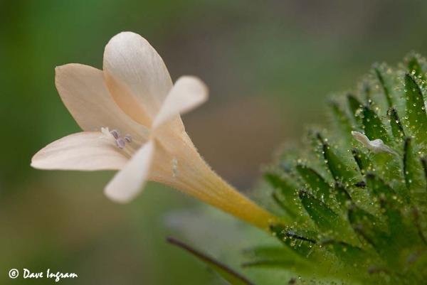 Photo of Collomia grandiflora by <a href="http://daveingram.ca/">Dave Ingram</a>